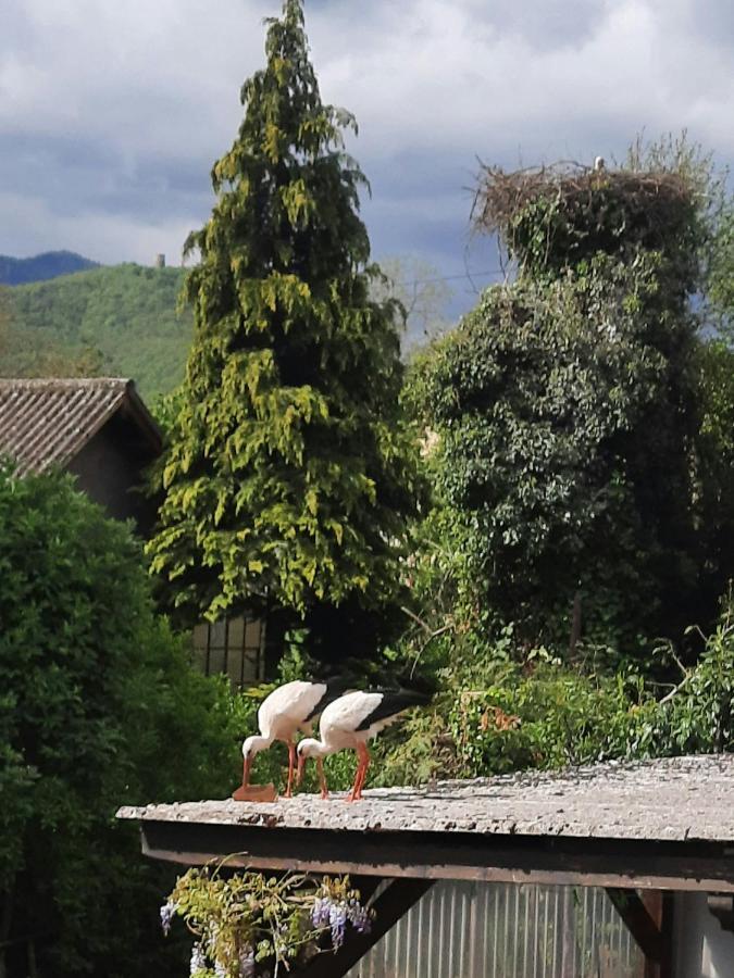 Gite Les Glycines 68230 Turckheim Eksteriør billede